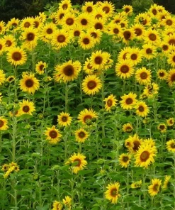 50 Skyscraper Sunflower Seeds - Helianthus Annuus - Tall Garden Flowers - Image 7