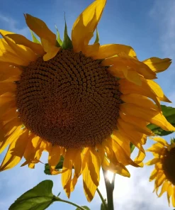 50 Skyscraper Sunflower Seeds - Helianthus Annuus - Tall Garden Flowers - Image 8