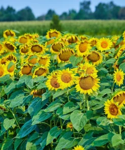 50 Skyscraper Sunflower Seeds - Helianthus Annuus - Tall Garden Flowers - Image 9