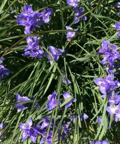 50 Spiderwort Rhizomes Tradescantia ohiensis Bare Roots - Hardy Perennial Purple Flower Plants for Garden - Image 2