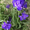 50 Spiderwort Rhizomes Tradescantia ohiensis Bare Roots - Hardy Perennial Purple Flower Plants for Garden - Image 1