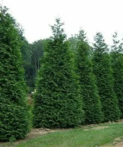 50 Thuja Green Giant Arborvitae Live Plants 6-12