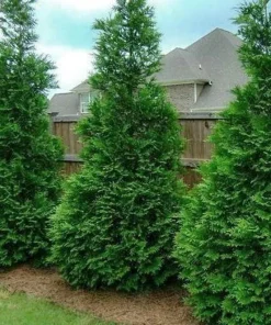 50 Thuja Green Giant Arborvitae Live Plants 6-12