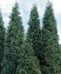 50 Thuja Green Giant Arborvitae Live Plants 6-12