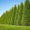 50 Thuja Green Giant Arborvitae Live Plants 6-12" Tall - Fast Growing Privacy Hedges - Image 1