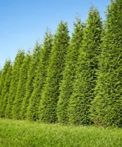 50 Thuja Green Giant Arborvitae Live Plants 6-12" Tall - Fast Growing Privacy Hedges - Image 1