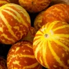 50 Tigger Melon Seeds - Heirloom, Easy Grow Fruit Seeds - Image 1