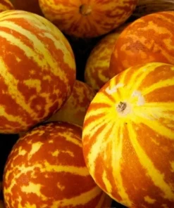50 Tigger Melon Seeds - Heirloom, Easy Grow Fruit Seeds - Image 1