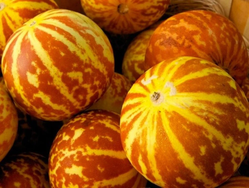 50 Tigger Melon Seeds – Heirloom – Easy Grow – Sweet & Aromatic - Image 1
