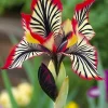50 Tricolor Iris Seeds - Flowering Perennial Flower Seeds - Image 1
