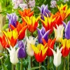 50 Tulip Flower Seeds Mixed Colors – Easy Grow Garden Blooms - Image 1