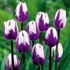 50 Tulip Flower Seeds - Vibrant Blooms for Your Garden - Image 1