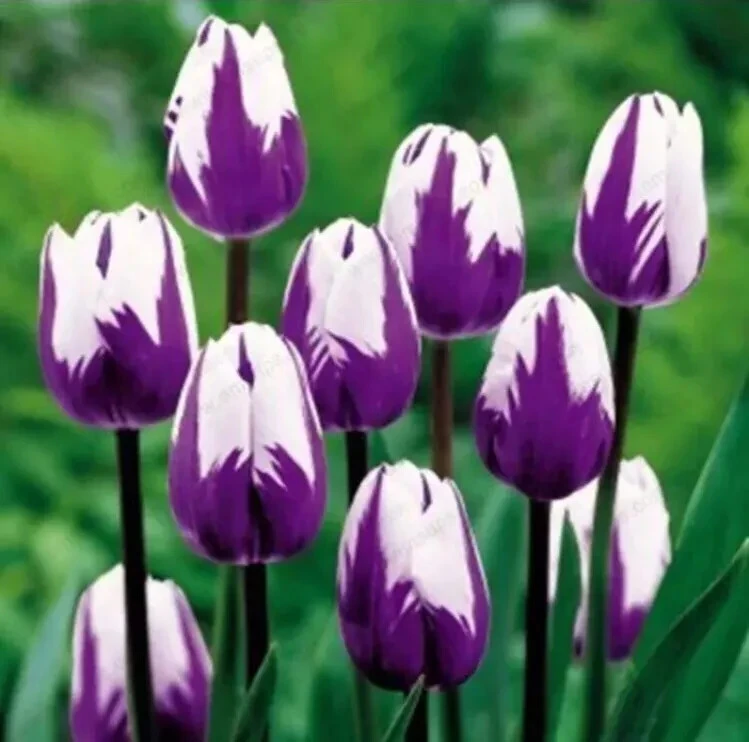 50 Tulip Flower Seeds - Vibrant Blooms for Your Garden - Image 1