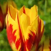 50 Tulip Seeds - Grow Your Own Vibrant Flowering Tulips - Image 1