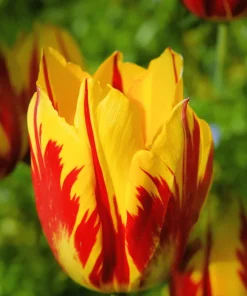 50 Tulip Seeds - Grow Your Own Vibrant Flowering Tulips - Image 1