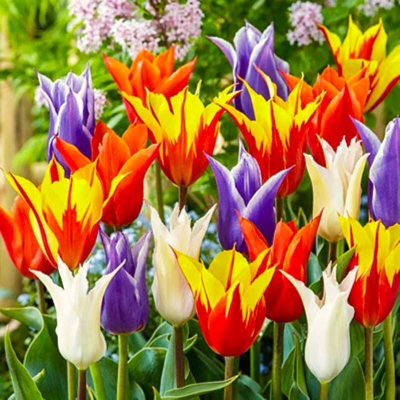 50 Tulip Seeds Mixed Colors - Easy Grow Flowering Garden Seeds - Image 1