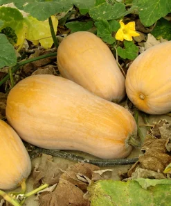 50 Waltham Butternut Squash Seeds - Winter Vegetable Seeds for Planting - Image 3