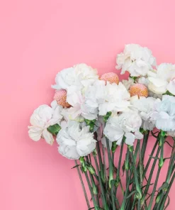 50 White Carnation Seeds - Dianthus Caryophyllus Grenadin Flower Seeds - Image 10