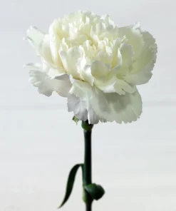 50 White Carnation Seeds - Dianthus Caryophyllus Grenadin Flower Seeds - Image 12