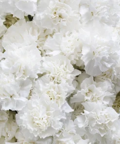 50 White Carnation Seeds - Dianthus Caryophyllus Grenadin Flower Seeds - Image 13