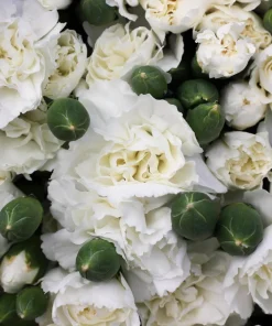50 White Carnation Seeds - Dianthus Caryophyllus Grenadin Flower Seeds - Image 2