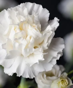 50 White Carnation Seeds - Dianthus Caryophyllus Grenadin Flower Seeds - Image 3