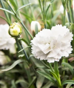 50 White Carnation Seeds - Dianthus Caryophyllus Grenadin Flower Seeds - Image 4