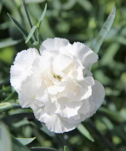 50 White Carnation Seeds - Dianthus Caryophyllus Grenadin Flower Seeds - Image 5