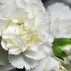 50 White Carnation Seeds - Dianthus Caryophyllus Grenadin Flower Seeds - Image 1