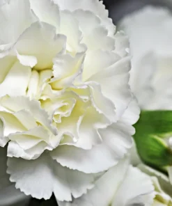 50 White Carnation Seeds - Dianthus Caryophyllus Grenadin Flower Seeds - Image 1