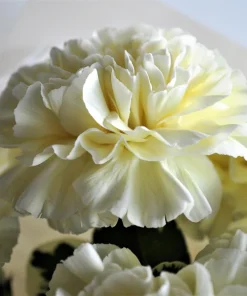 50 White Carnation Seeds - Dianthus Caryophyllus Grenadin Flower Seeds - Image 6