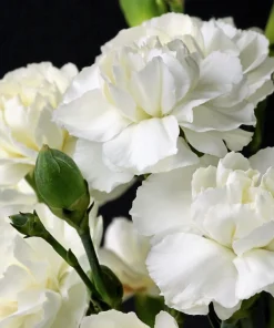 50 White Carnation Seeds - Dianthus Caryophyllus Grenadin Flower Seeds - Image 7