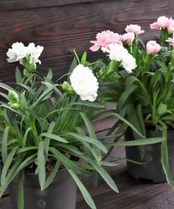 50 White Carnation Seeds - Dianthus Caryophyllus Grenadin Flower Seeds - Image 8