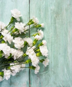 50 White Carnation Seeds - Dianthus Caryophyllus Grenadin Flower Seeds - Image 9