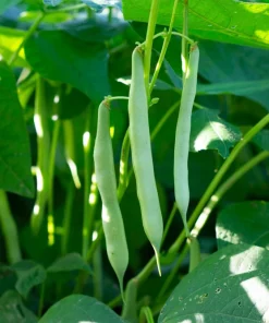 50 White Great Northern Bean Seeds – Bush Phaseolus Vulgaris Vegetable - Image 2
