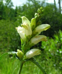 50 White Turtlehead Flower Seeds (Chelone Glabra) - Hardy Perennial - Image 10