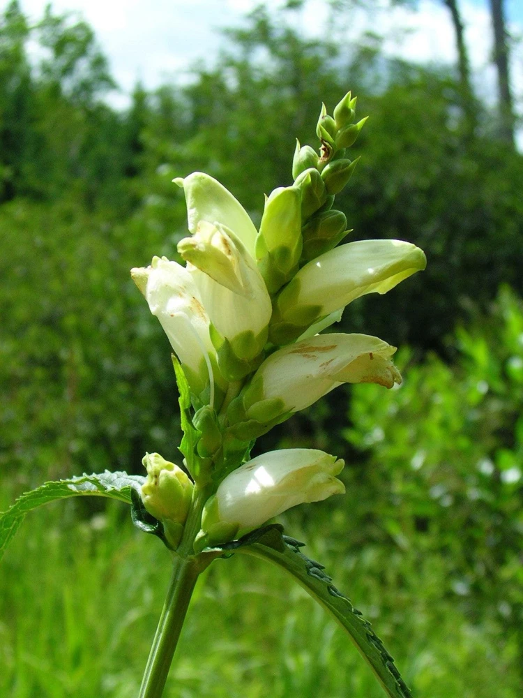 50 White Turtlehead Flower Seeds (Chelone Glabra) - Hardy Perennial - Image 10