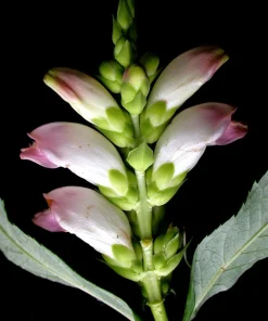 50 White Turtlehead Flower Seeds (Chelone Glabra) - Hardy Perennial - Image 11