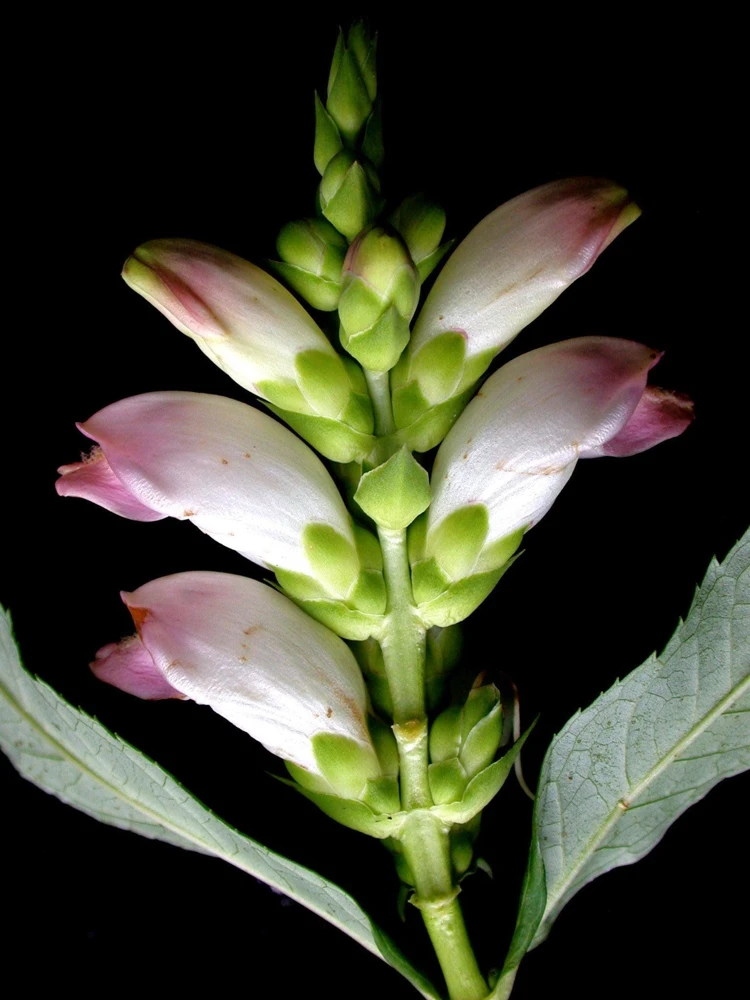 50 White Turtlehead Flower Seeds (Chelone Glabra) - Hardy Perennial - Image 11