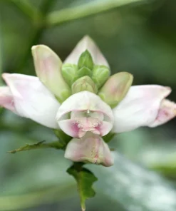 50 White Turtlehead Flower Seeds (Chelone Glabra) - Hardy Perennial - Image 12