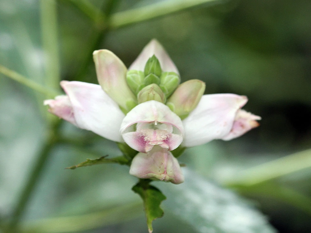 50 White Turtlehead Flower Seeds (Chelone Glabra) - Hardy Perennial - Image 12