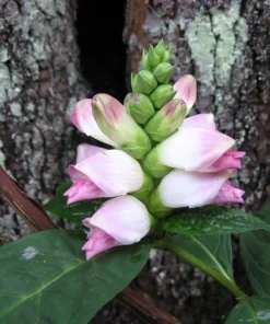 50 White Turtlehead Flower Seeds (Chelone Glabra) - Hardy Perennial - Image 13