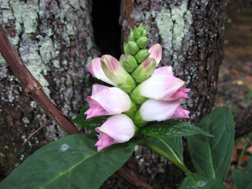 50 White Turtlehead Flower Seeds (Chelone Glabra) - Hardy Perennial - Image 13