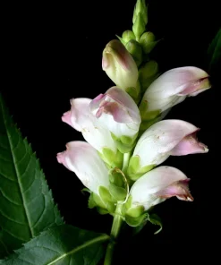 50 White Turtlehead Flower Seeds (Chelone Glabra) - Hardy Perennial - Image 14