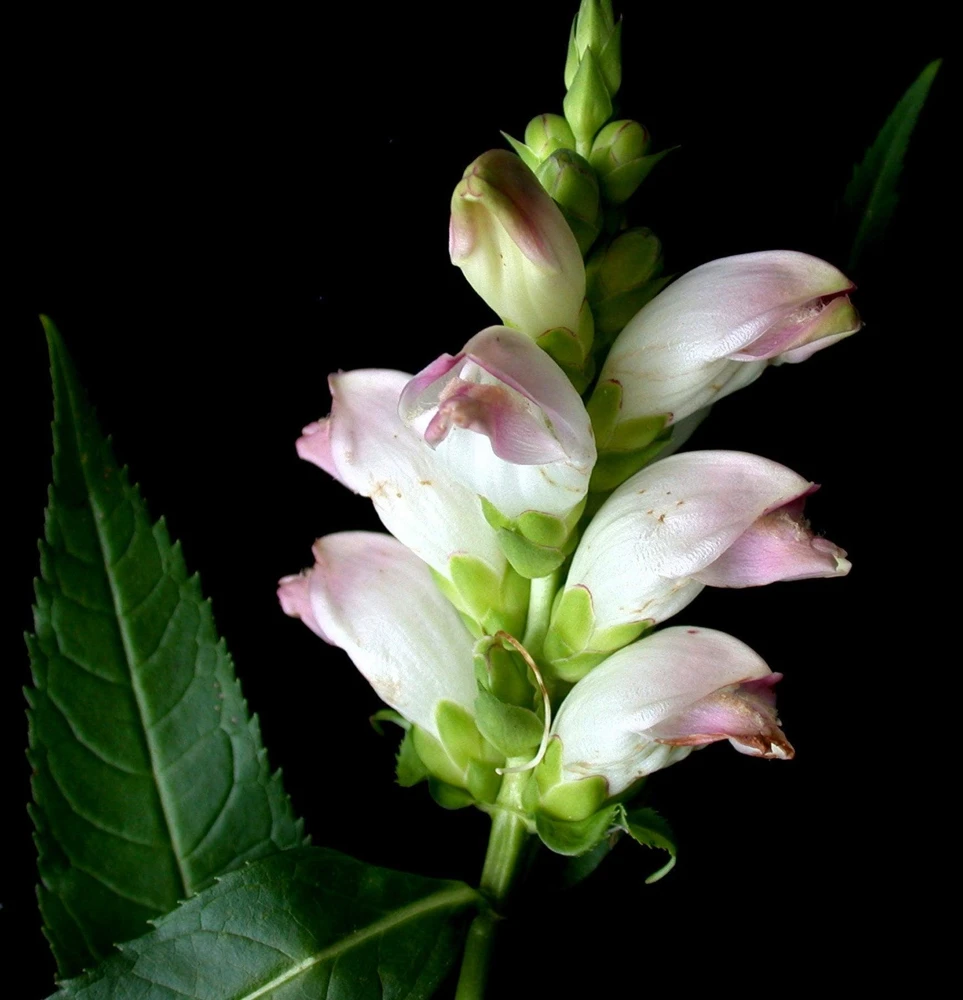 50 White Turtlehead Flower Seeds (Chelone Glabra) - Hardy Perennial - Image 14