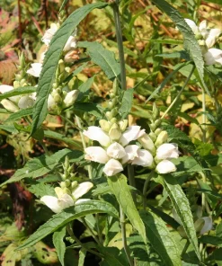 50 White Turtlehead Flower Seeds (Chelone Glabra) - Hardy Perennial - Image 15