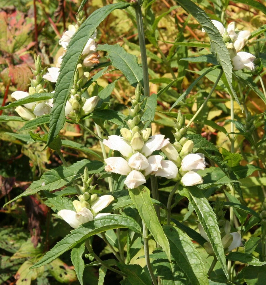 50 White Turtlehead Flower Seeds (Chelone Glabra) - Hardy Perennial - Image 15