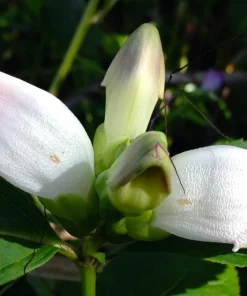 50 White Turtlehead Flower Seeds (Chelone Glabra) - Hardy Perennial - Image 16