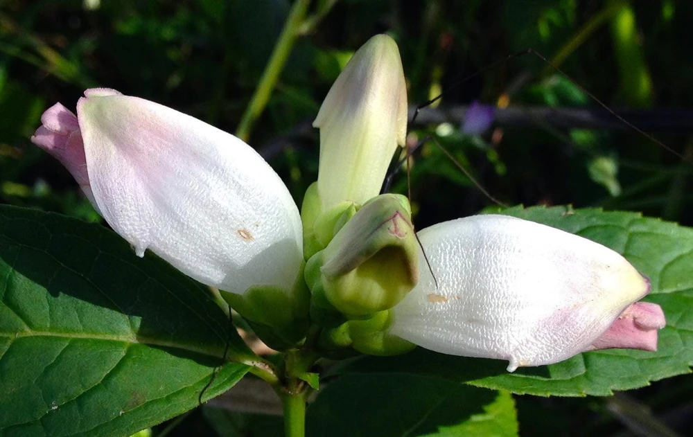 50 White Turtlehead Flower Seeds (Chelone Glabra) - Hardy Perennial - Image 16