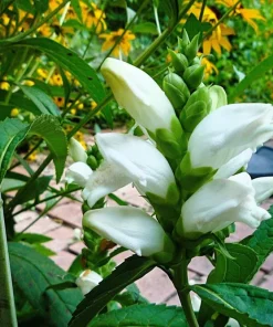 50 White Turtlehead Flower Seeds (Chelone Glabra) - Hardy Perennial - Image 2